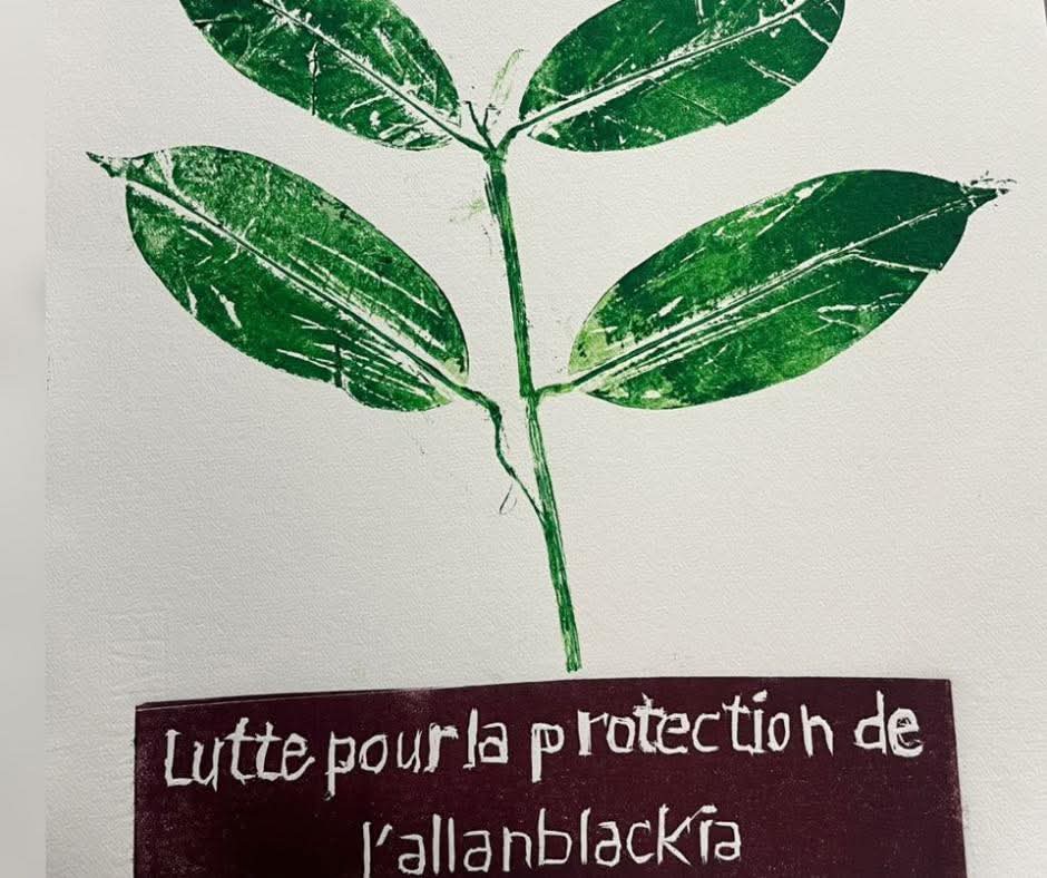 Protection et valorisation de l’Allanblackia